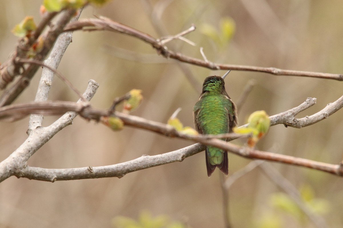Ruby-throated Hummingbird - Todd Hagedorn