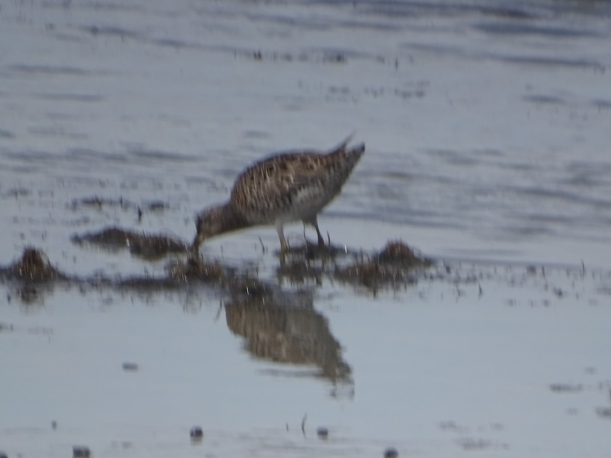 Short-billed Dowitcher - Robert Solomon