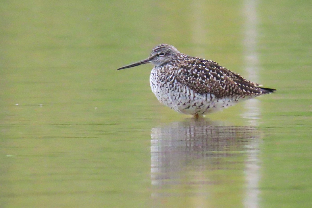 Greater Yellowlegs - ML618741186
