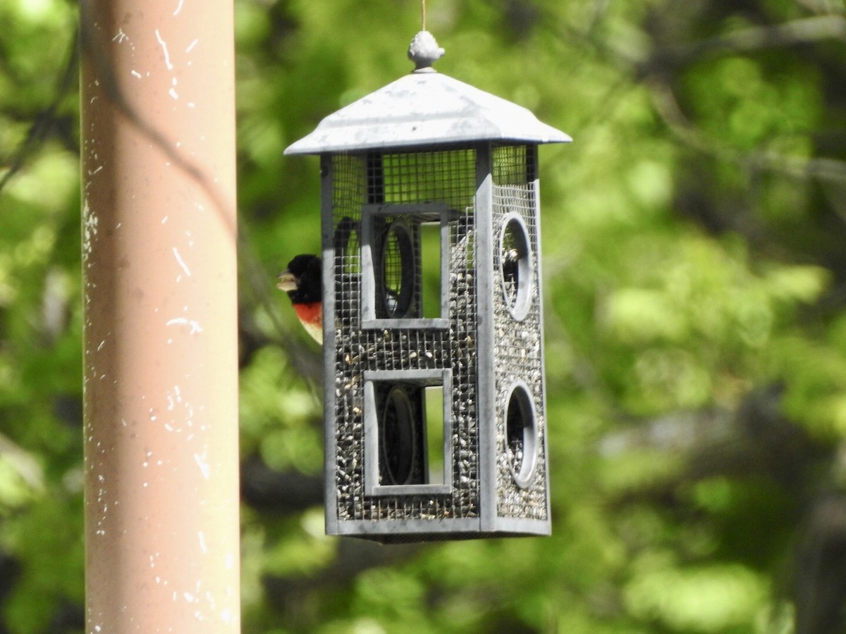 Cardinal à poitrine rose - ML618741194