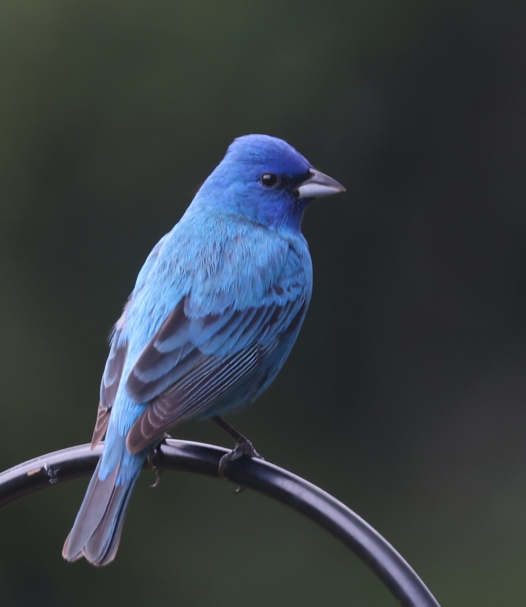 Indigo Bunting - ML618741232