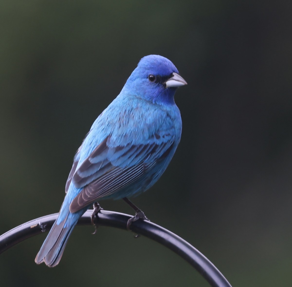 Indigo Bunting - David Funke