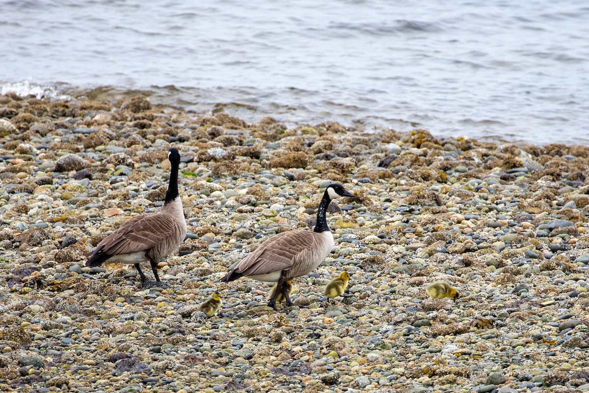 Canada Goose - Danielle Cooper