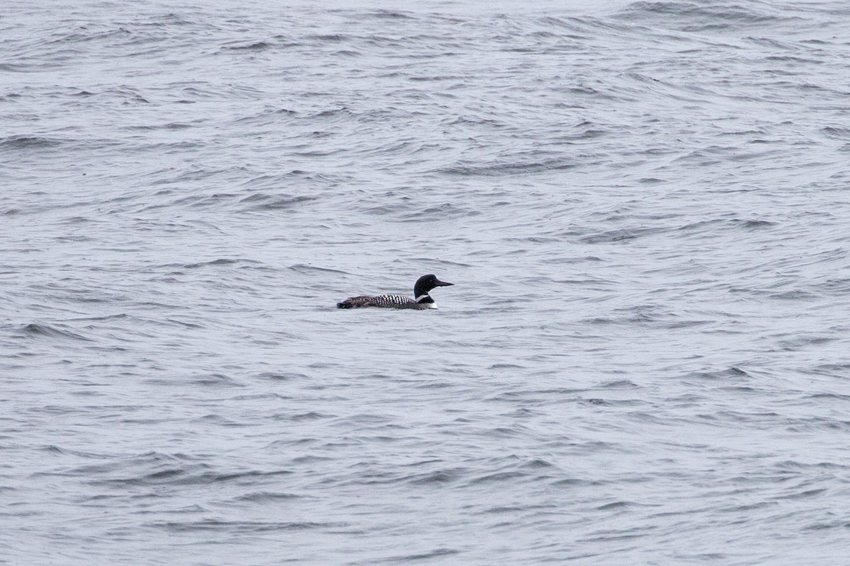 Common Loon - Danielle Cooper