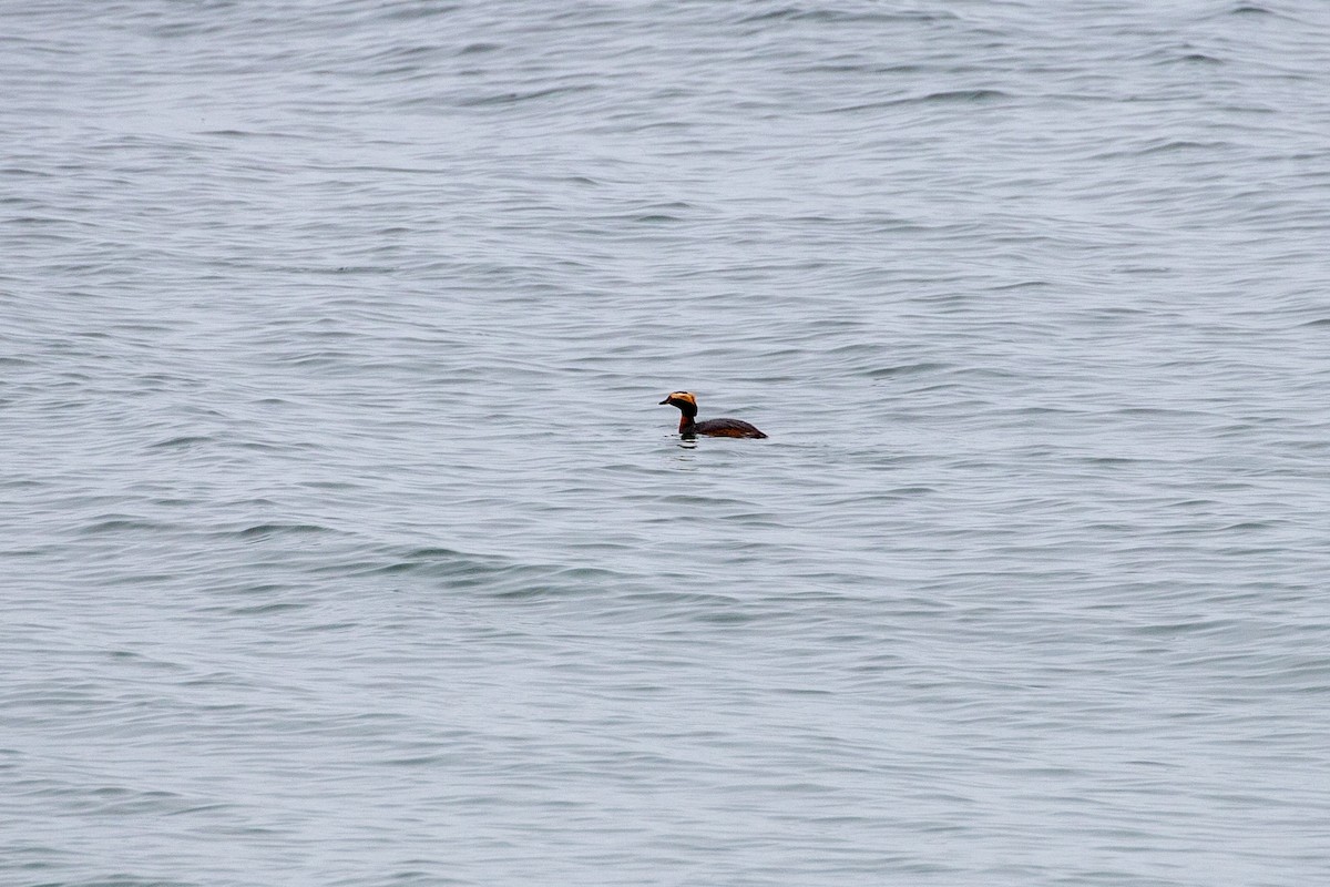 Horned Grebe - ML618741290