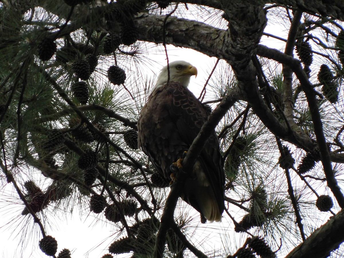 Bald Eagle - ML618741296