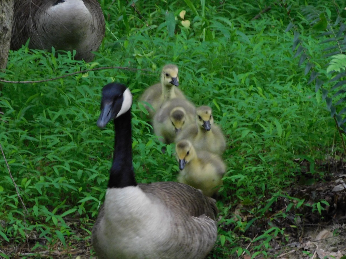 Canada Goose - ML618741298