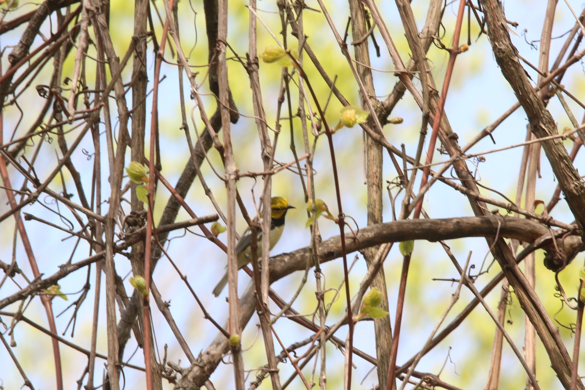 Black-throated Green Warbler - Todd Hagedorn