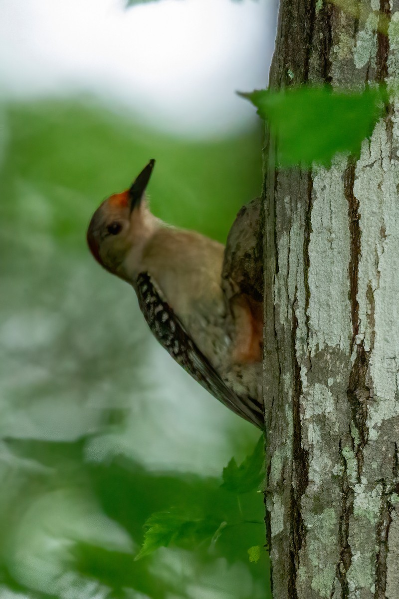 Red-bellied Woodpecker - ML618741311