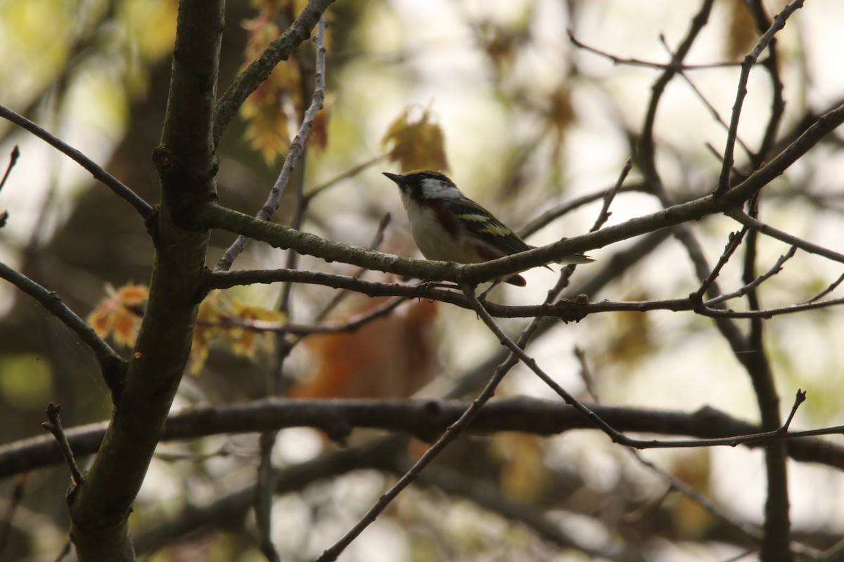 Chestnut-sided Warbler - Todd Hagedorn