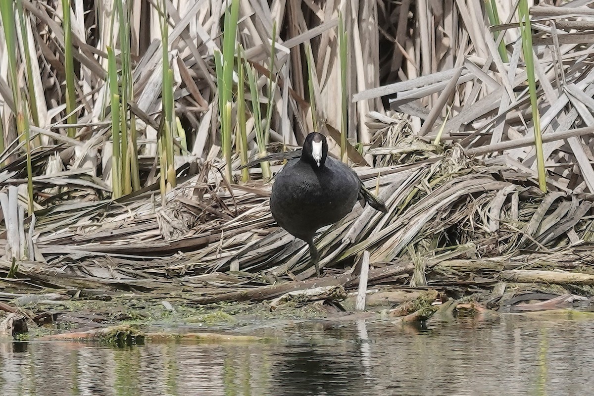 American Coot - ML618741343