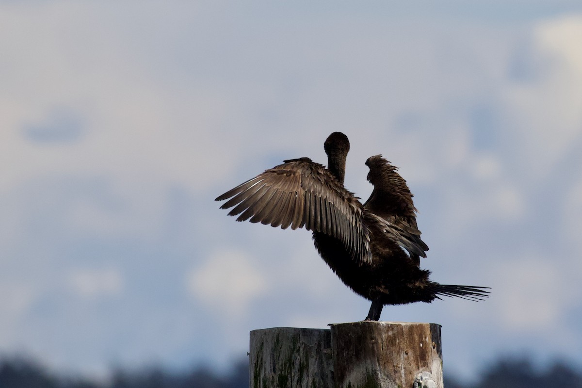 Cormoran à aigrettes - ML618741359