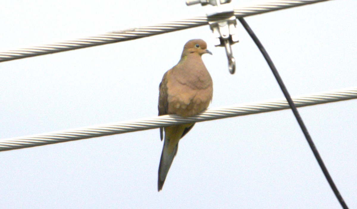 Mourning Dove - Michel Marsan