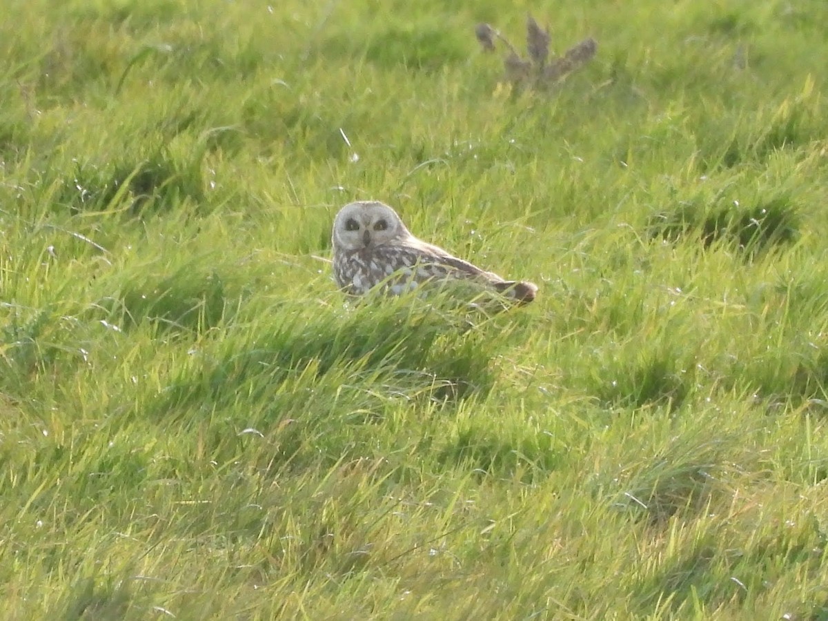 Short-eared Owl - Caroline Callaghan