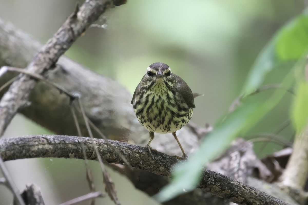 Northern Waterthrush - ML618741537