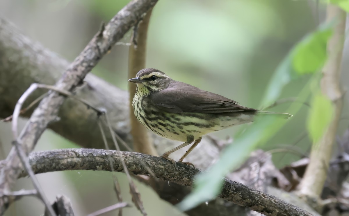 Northern Waterthrush - ML618741542