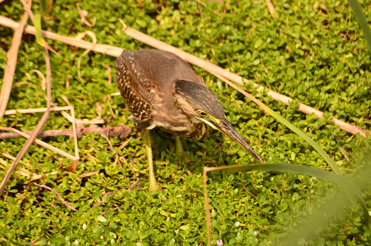 Striated Heron - ML618741549