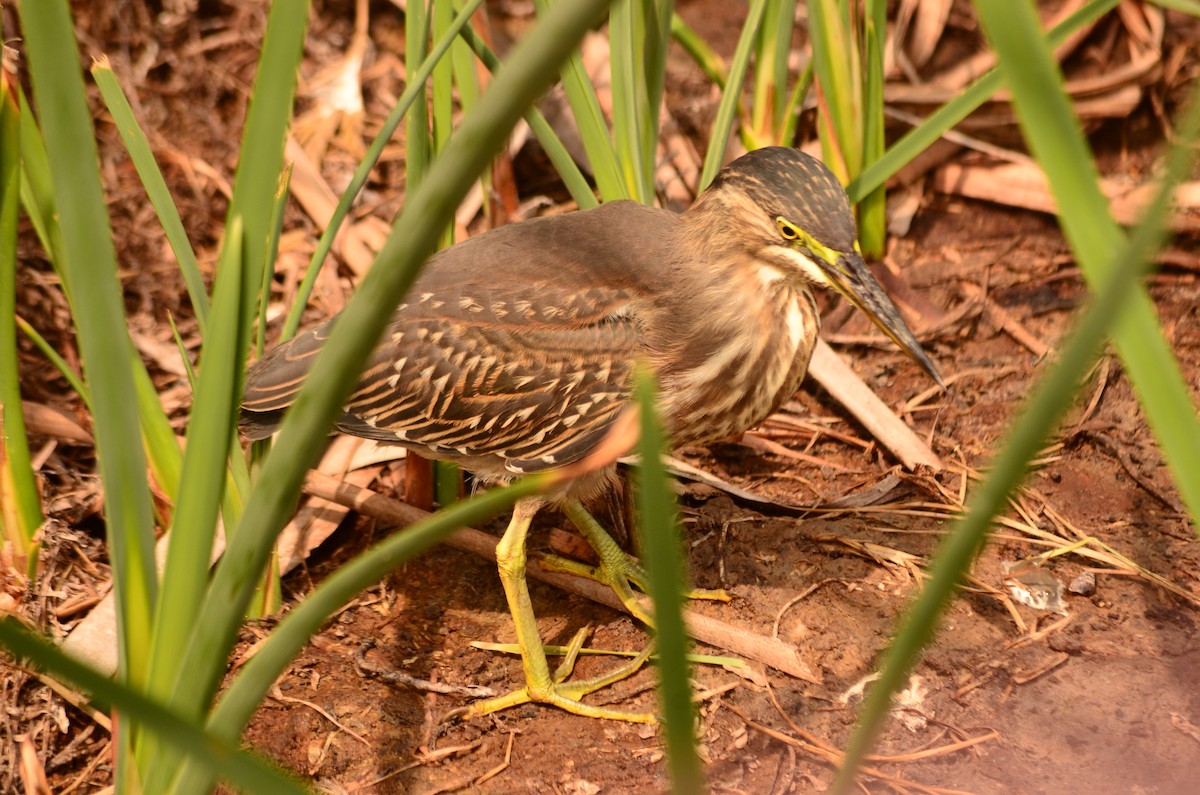 綠簑鷺 - ML618741550