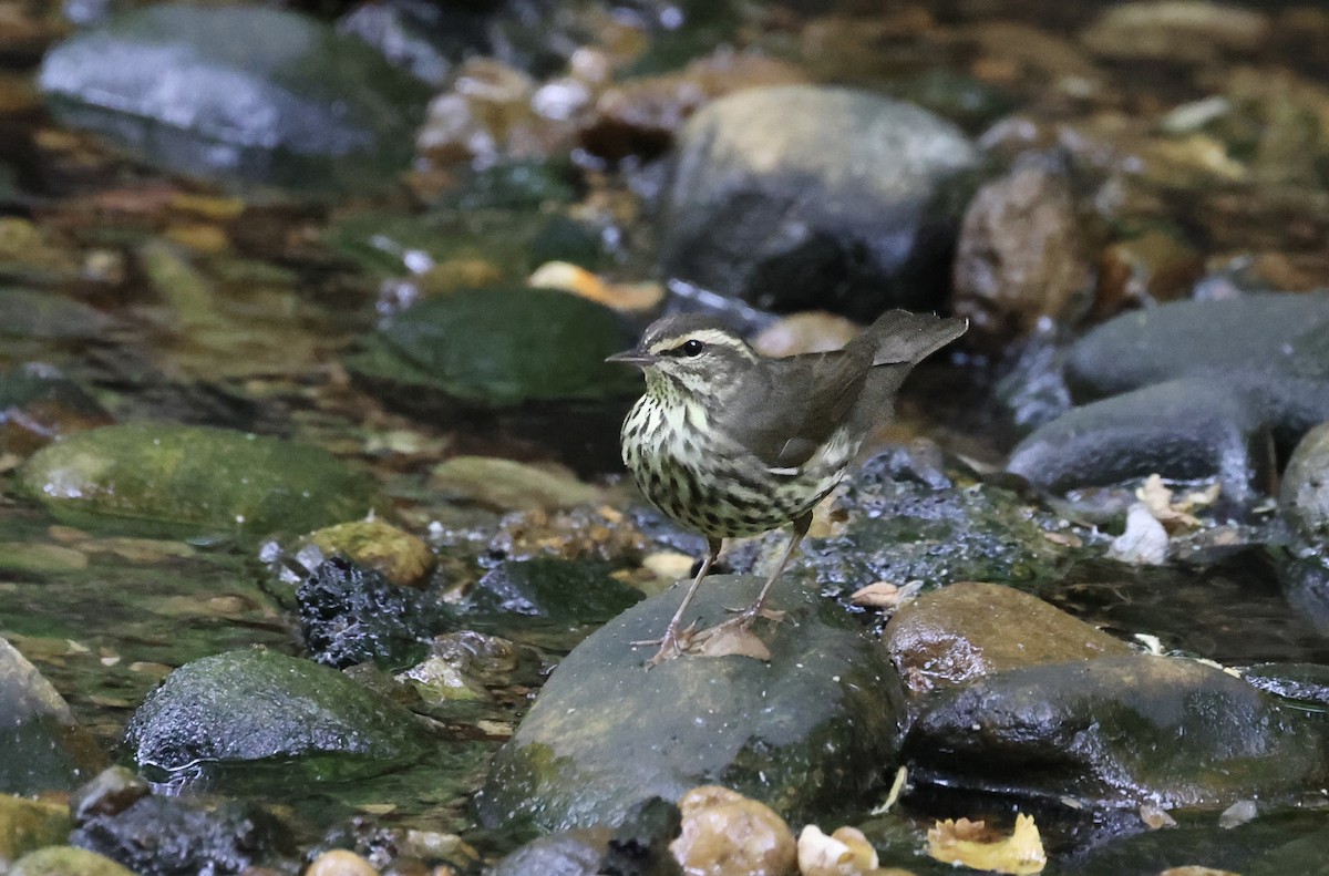 Northern Waterthrush - ML618741553