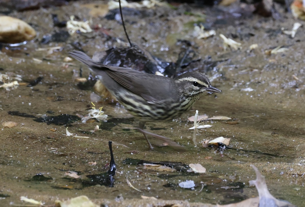 Northern Waterthrush - ML618741554