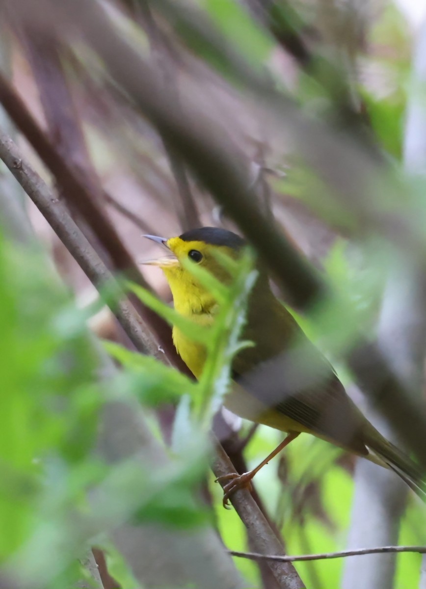 Wilson's Warbler - ML618741588