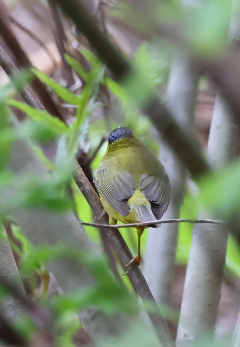 Wilson's Warbler - ML618741589