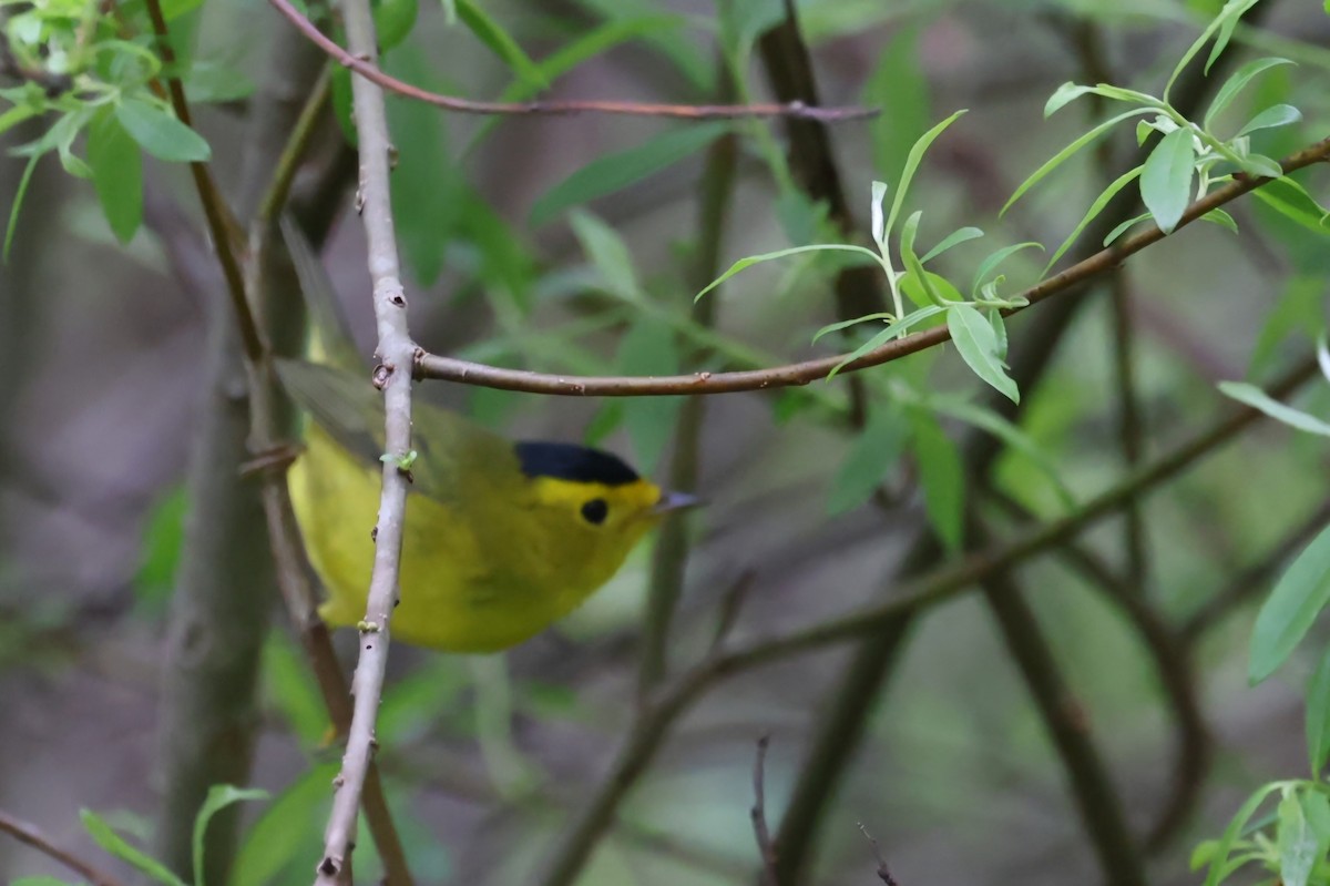 Wilson's Warbler - ML618741591