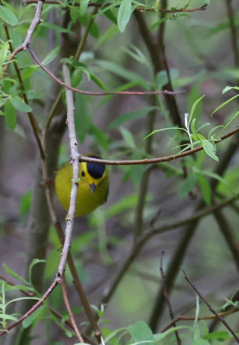 Wilson's Warbler - ML618741593