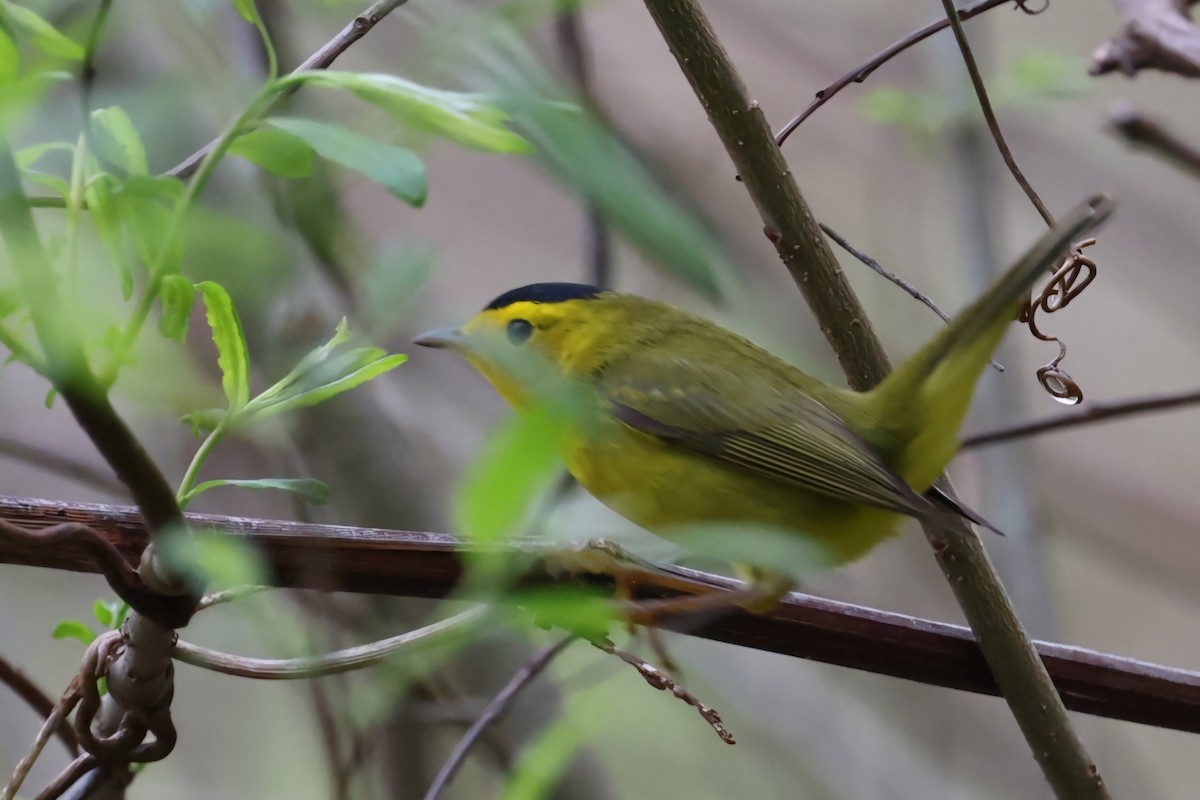 Wilson's Warbler - ML618741594