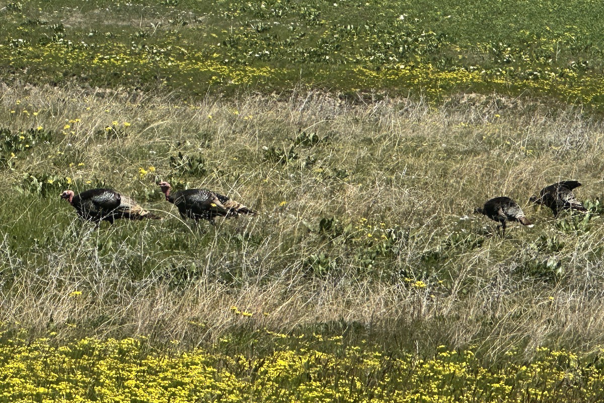 Dindon sauvage - ML618741595