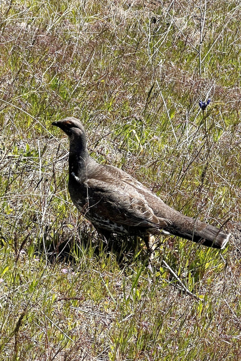 Tétras sombre - ML618741607