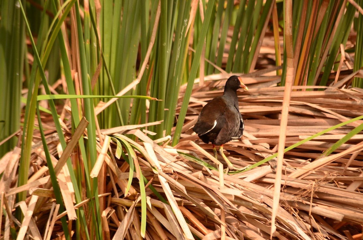 Common Gallinule - ML618741617