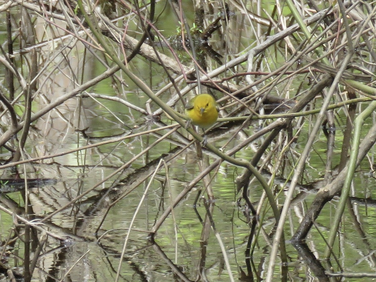 Prothonotary Warbler - Holly Bauer