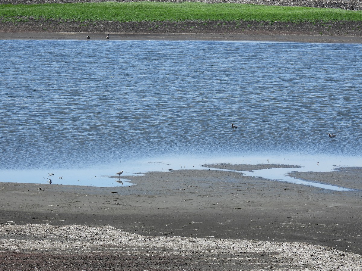 Avoceta Americana - ML618741673