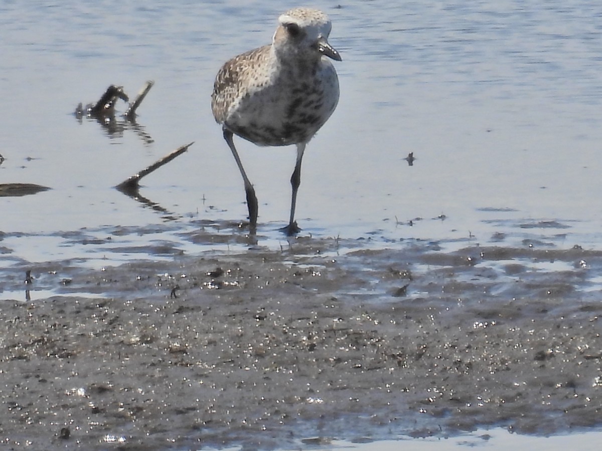 Black-bellied Plover - ML618741694