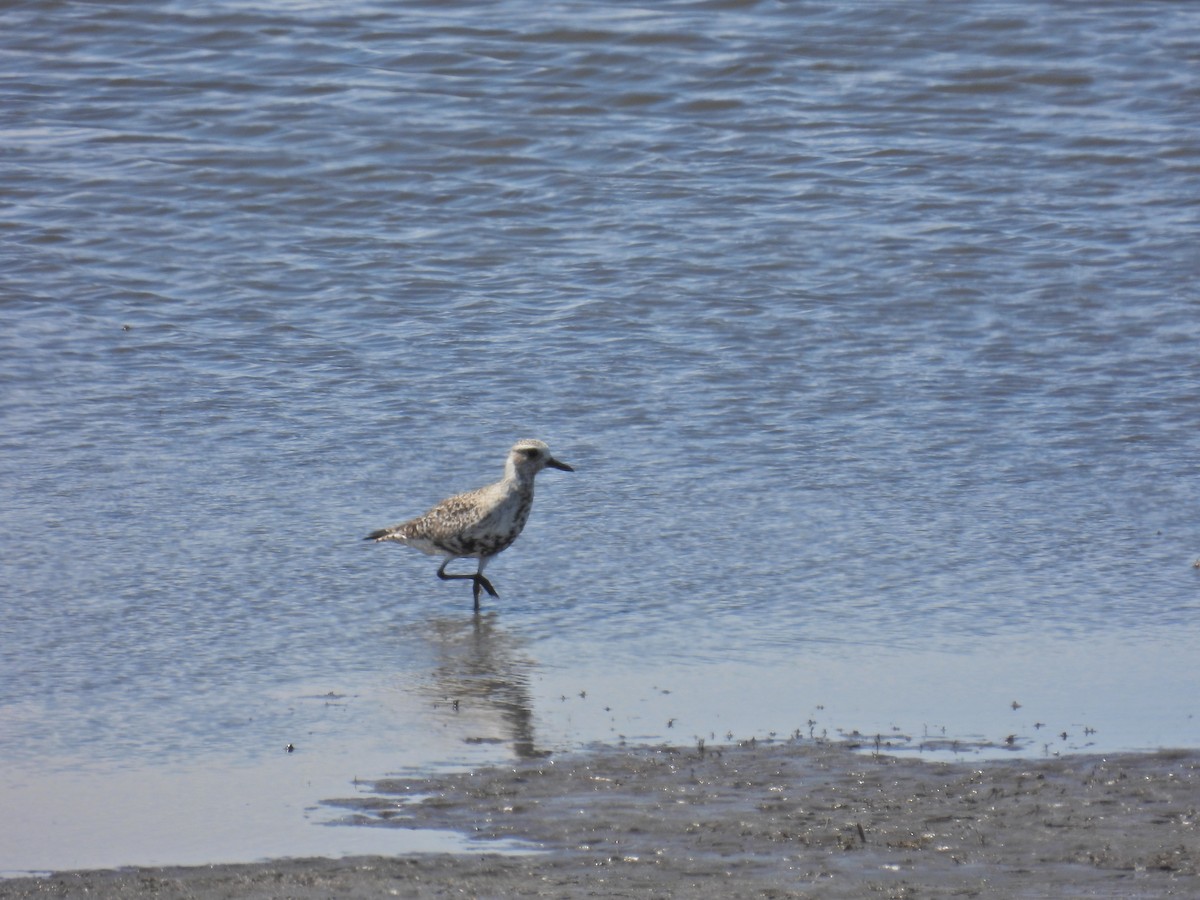 Black-bellied Plover - ML618741697