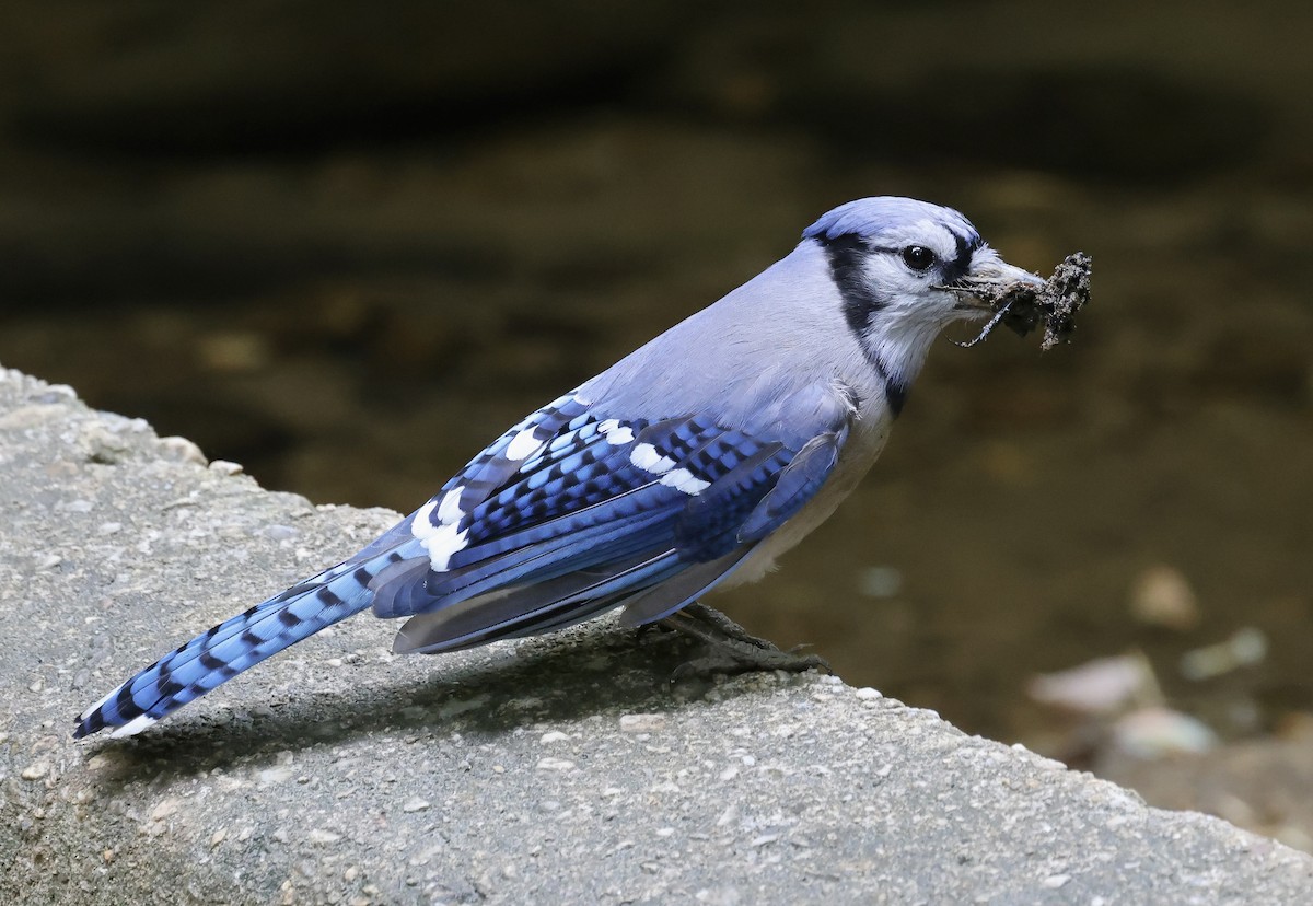 Blue Jay - ML618741726