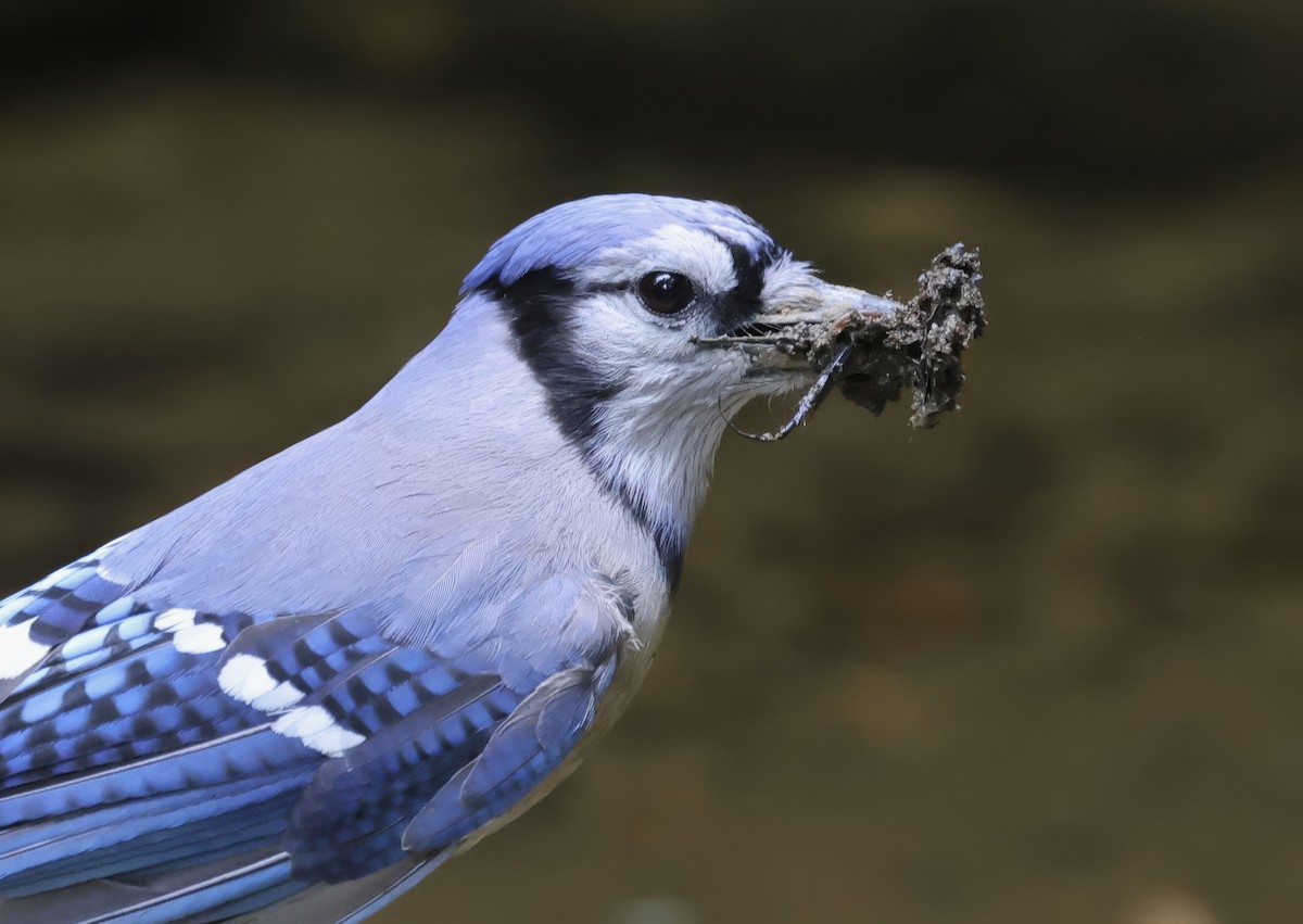 Blue Jay - ML618741728