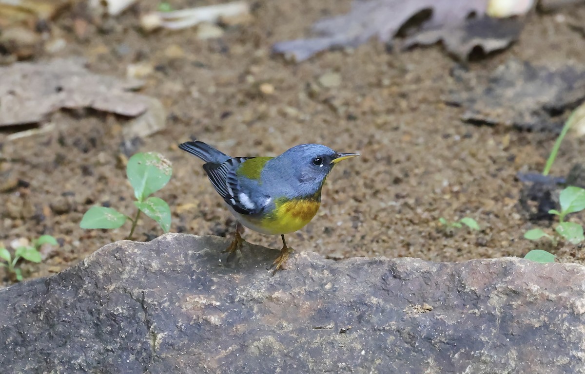 Northern Parula - ML618741755