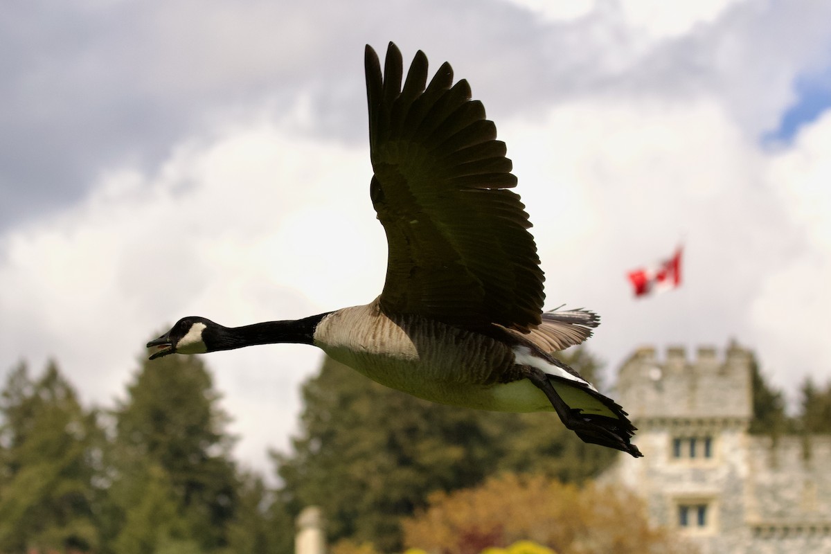 Canada Goose - ML618741759