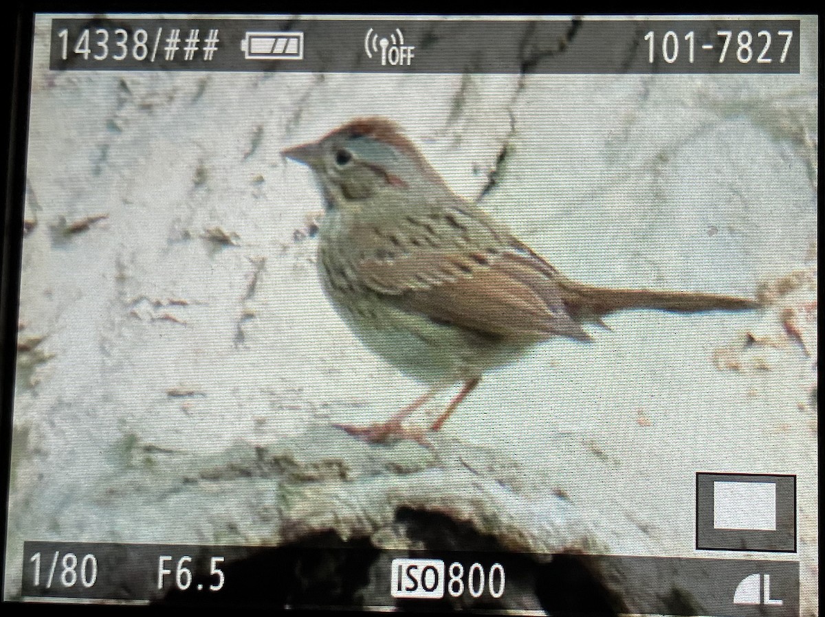 Lincoln's Sparrow - D Woolverton