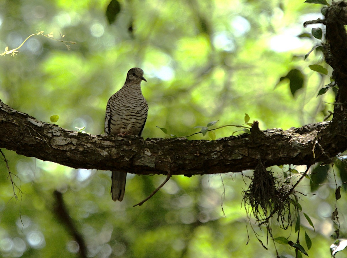 Scaled Dove - ML618741788