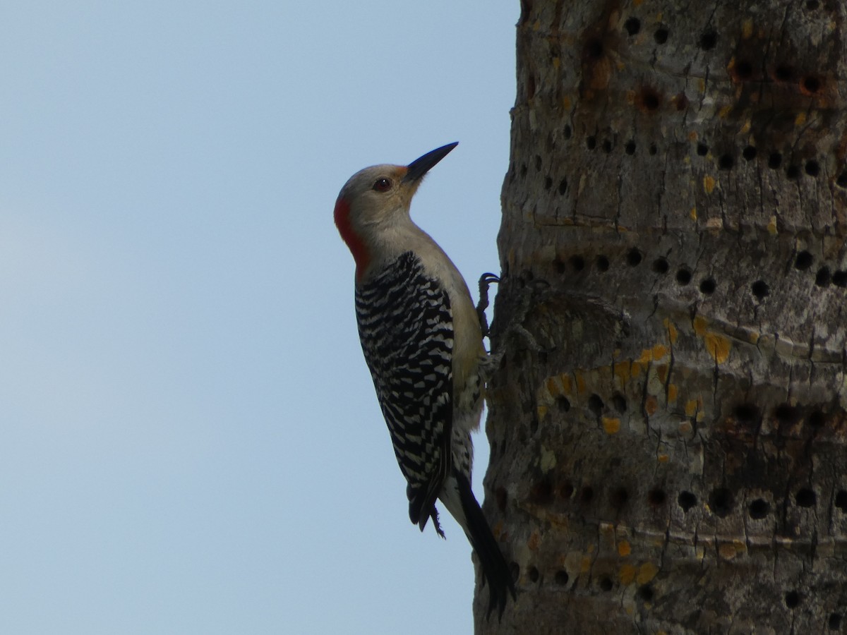 Red-bellied Woodpecker - Marieta Manolova