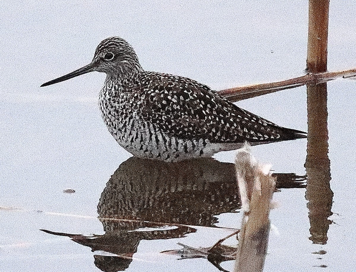 Greater Yellowlegs - Brian Cox