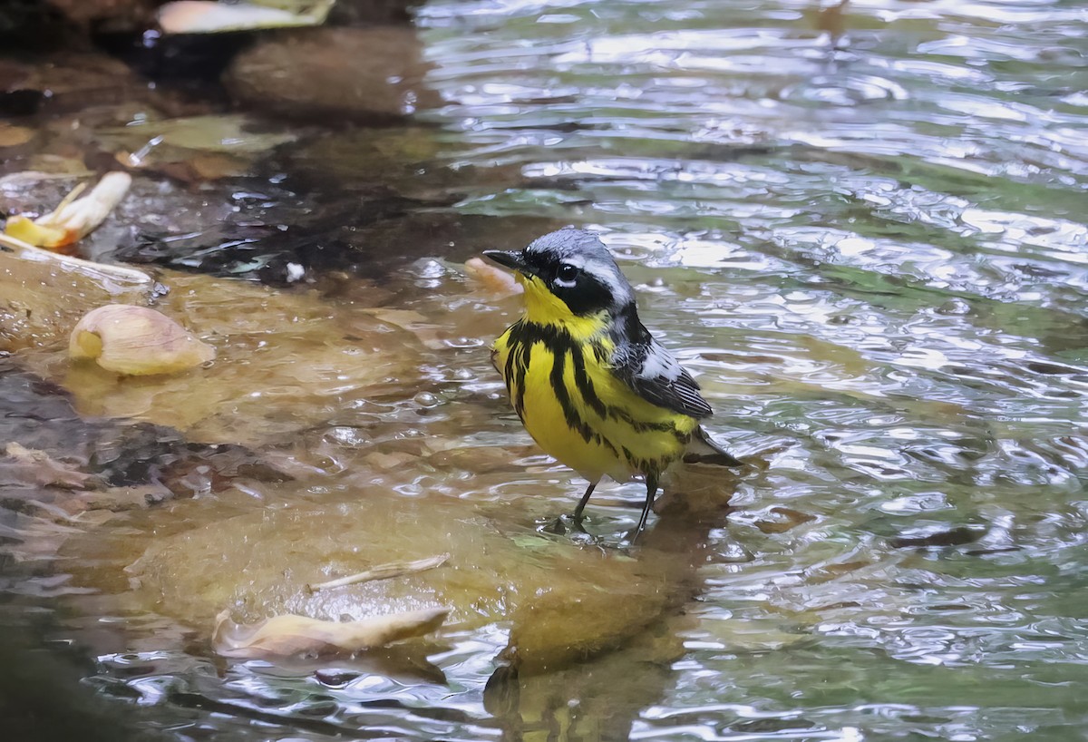 Magnolia Warbler - ML618741803