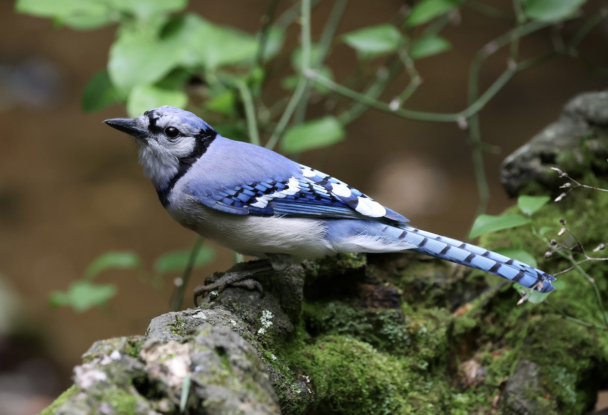 Blue Jay - Anne Bielamowicz