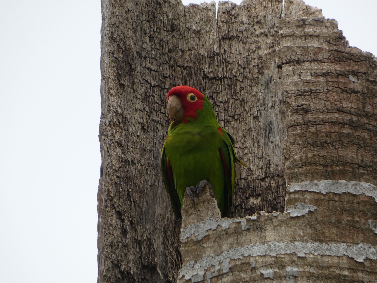 aratinga červenolící - ML618741853