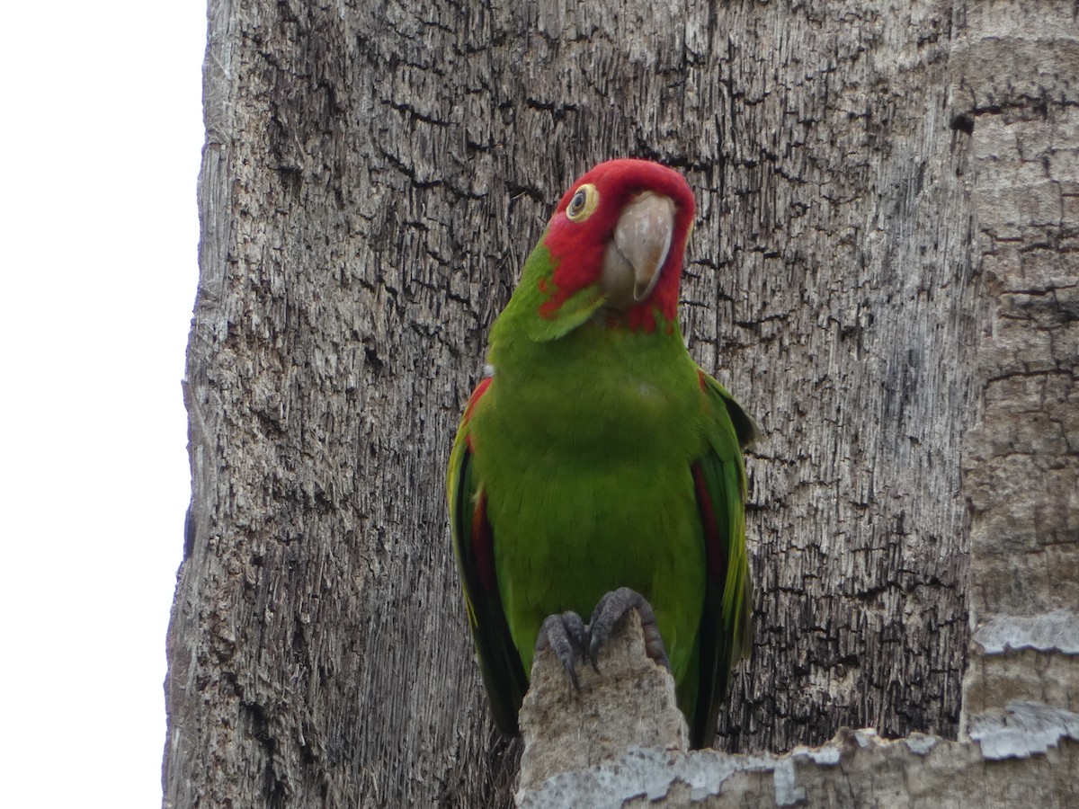 aratinga červenolící - ML618741854