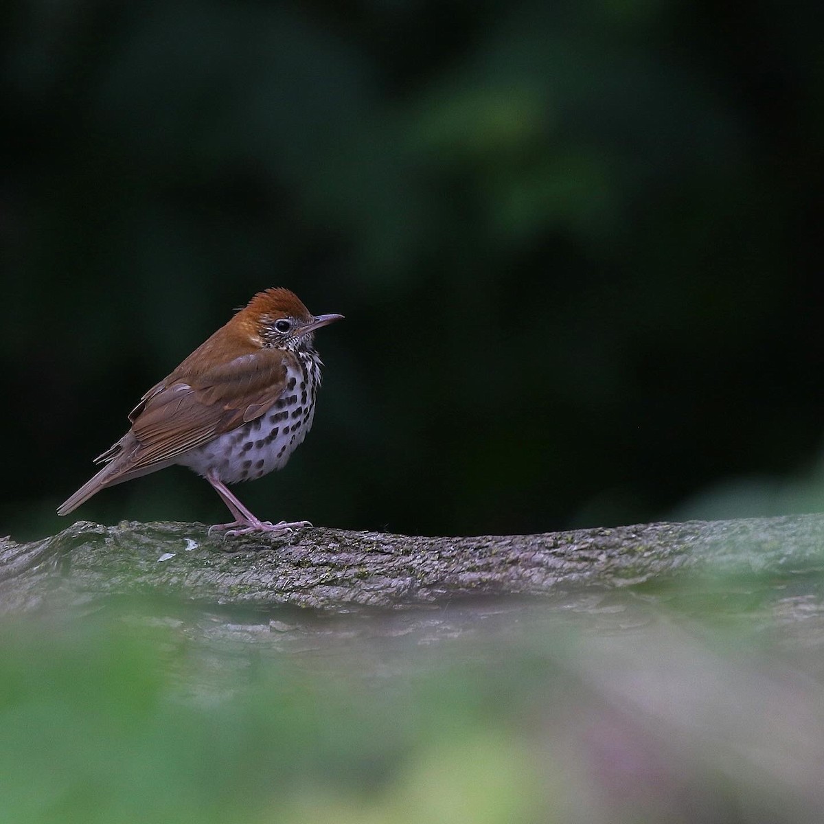 Wood Thrush - ML618741870