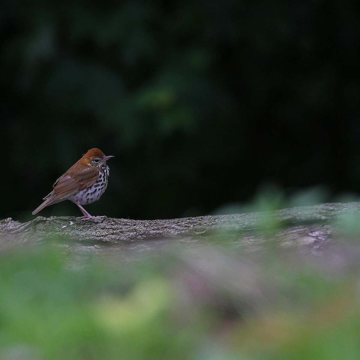 Wood Thrush - ML618741881